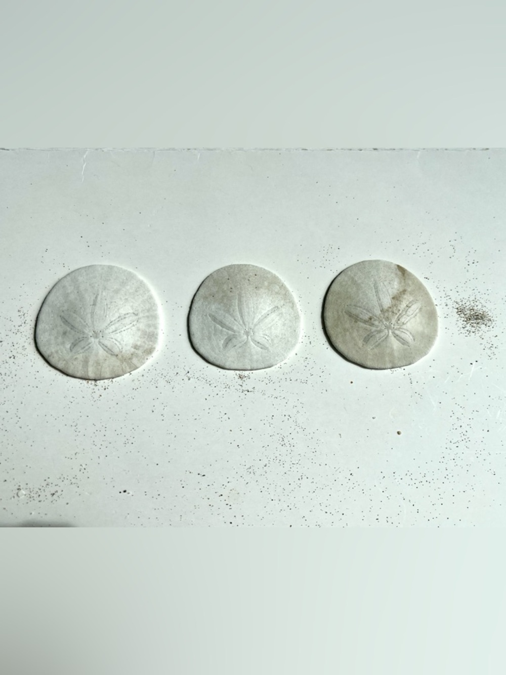 White Natural Sand Dollar Decorative Accent (Set of 3) 1.75 inches diameter